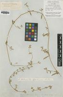 Type of Philoxerus diffusus R.Br. [family AMARANTHACEAE]