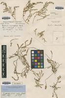Holotype of Dysphania littoralis R.Br. [family CHENOPODIACEAE]