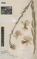 Type of Oenothera hookeri R.R.Gates var. semiglabra [family ONAGRACEAE]