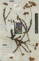 Holotype of Eriogonum rosmarinifolium Nutt. [family POLYGONACEAE]