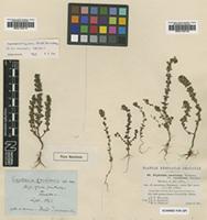 Type of Euphrasia tetraquetra (Breb.) Arrond. [family SCROPHULARIACEAE]