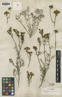 Type of Ruta sylvestris Mill. [family RUTACEAE]