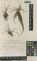 Isotype of Isoetes tuerckheimii Brause [family ISOETACEAE]