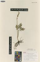 Paratype of Sceptridium microphyllum Sahashi [family OPHIOGLOSSACEAE]