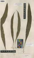 Type of Drynaria fortunei T.Moore [family POLYPODIACEAE]