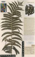 Isotype of Alsophila mertensiana Kunze [family CYATHEACEAE]