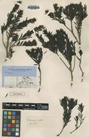 Type of Westringia glabra R.Br. [family LAMIACEAE]