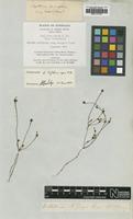Lectotype of Stylidium repens R.Br. [family STYLIDACEAE]