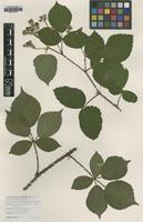 Isotype of Rubus campaniensis von Winkel ex A.Beek [family ROSACEAE]