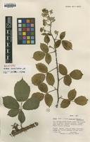 Holotype of Rubus venetorum D.E.Allen [family ROSACEAE]