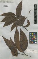 Type of Matayba robusta Radlk. [family SAPINDACEAE]