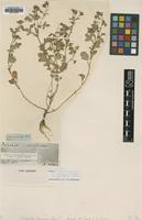Type of Senecio vernus Biv. [family ASTERACEAE]