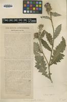 Type of Carduus agrestis A.Kern. [family ASTERACEAE]