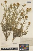 Type of Centaurea todari Lacaita var. seguenzae [family ASTERACEAE]