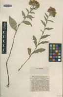 Type of Centaurea cirrata Rchb. [family ASTERACEAE]