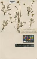 Type of Taraxacum gotlandicum Dahlst. [family ASTERACEAE]