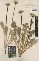 Type of Taraxacum lucidum Dahlst. [family ASTERACEAE]