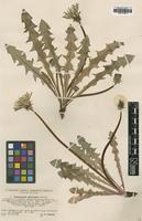 Type of Taraxacum naevosum Dahlst. [family ASTERACEAE]