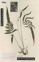 Isotype of Abacopteris insularis K.Iwats. [family THELYPTERIDACEAE]