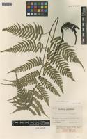 Isotype of Diplazium triangulare Tagawa [family WOODSIACEAE]