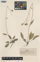 Type of Hieracium vulgatum Lbg. ssp. elegans [family ASTERACEAE]