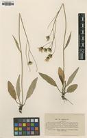 Type of Hieracium vulgatum Lindeb. var. coarctatum [family ASTERACEAE]