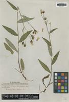 Type of Hieracium filiforme Lindeb. [family ASTERACEAE]