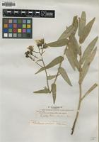 Type of Hieracium prenanthoides Lindeb. var. genuinum [family ASTERACEAE]