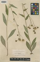Type of Hieracium rigidum Dahlst. ssp. trichocaulon [family ASTERACEAE]