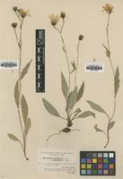 Type of Hieracium sparsifolium Dahlst. ssp. orariiform [family ASTERACEAE]