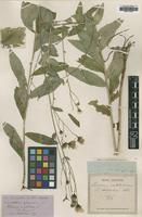 Type of Hieracium umbelliforme Vuk. var. latifolium [family ASTERACEAE]