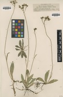 Filed as Hieracium fuscum Nägeli & Peter [family ASTERACEAE]