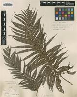 Isotype of Alsophila lepifera J.Sm. [family CYATHEACEAE]