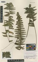 Isotype of Nephrolepis x hipocrepicis Miyam. [family LOMARIOPSIDACEAE]