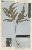 Isosyntype of Polystichum rhomboideum C.Presl [family DRYOPTERIDACEAE]