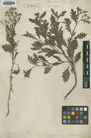 Type of Senecio verbenaefolius Jacq. [family ASTERACEAE]