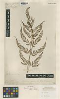Type of Nephrodium sparsum D.Don [family DRYOPTERIDACEAE]
