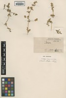 Isotype of Axyris mira Hance [family CHENOPODIACEAE]