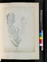 Protea coronata Lam., from South Africa