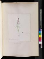 Disa tenuicornis Bolus, from South Africa