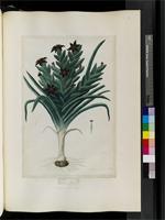 Ferraria crispa Burm., from South Africa