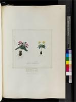 Moraea galaxia (L.f.) Goldblatt & J.C. Manning, from South Africa