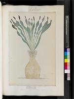 Buphane ciliaris Herb., from South Africa