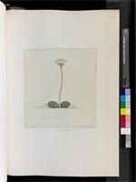 Haemanthus carneus Ker Gawl., from South Africa