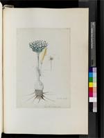 Gethyllis ciliaris (Thunb.) Thunb., from South Africa