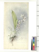 Ancistrochilus thomsonianus (Rchb. F.) Rolfe, from Nigeria