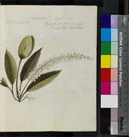 Cunonia capensis L. from South Africa