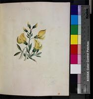 Crotalaria capensis Jacq. from South Africa