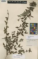 Lectotype of Linnaea engleriana Graebn. [family CAPRIFOLIACEAE]
