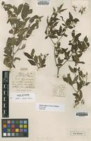 Holotype of Abelia davidii Hance [family CAPRIFOLIACEAE]